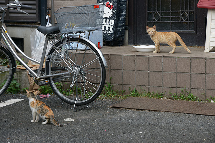 街のねこたち