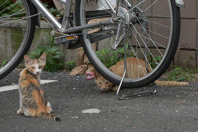 街のねこたち