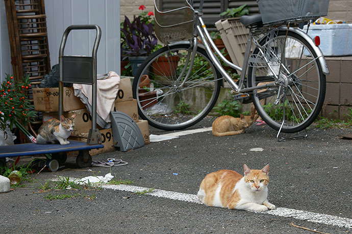 街のねこたち