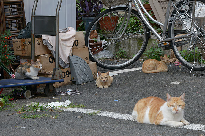 街のねこたち