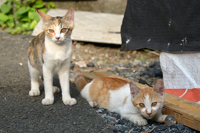 街のねこたち