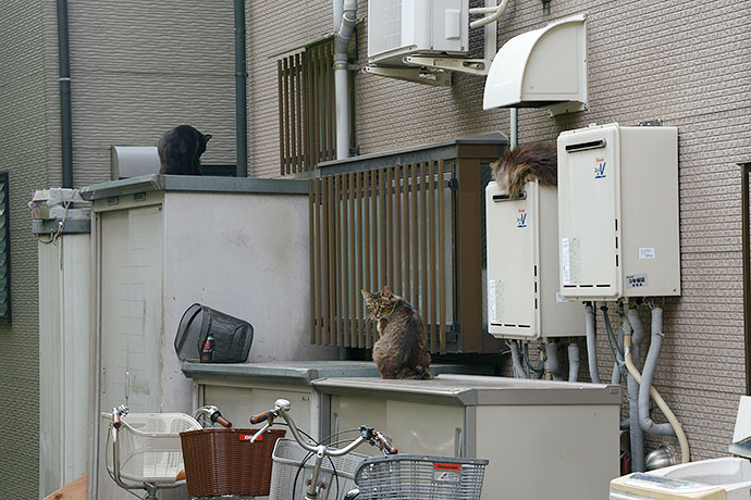 街のねこたち