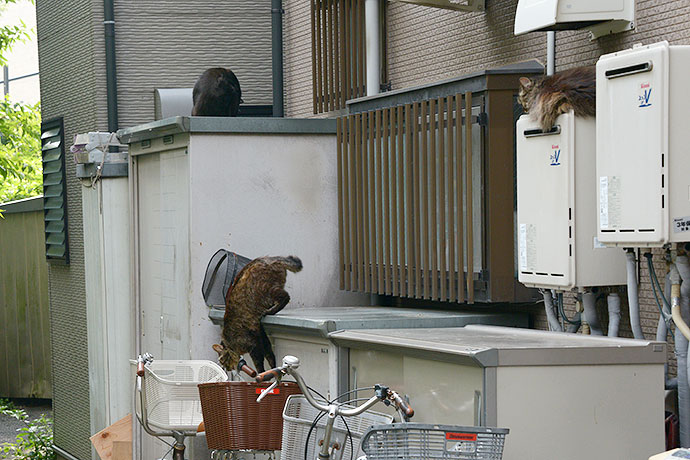 街のねこたち