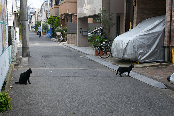 街のねこたち