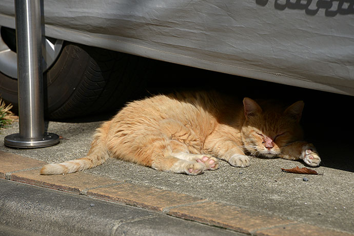 街のねこたち