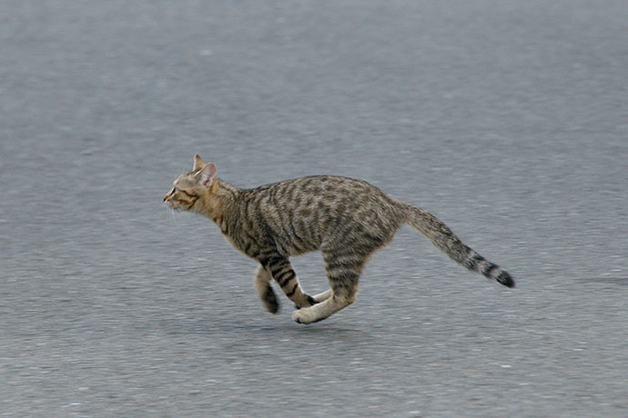 街のねこたち