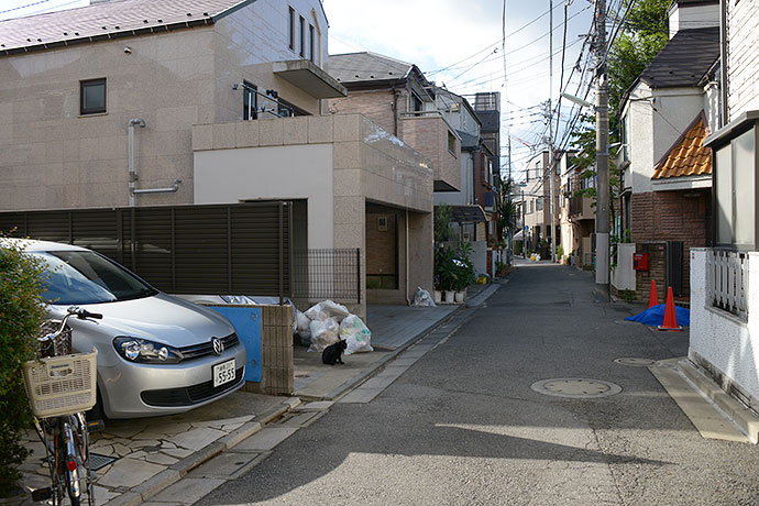 街のねこたち