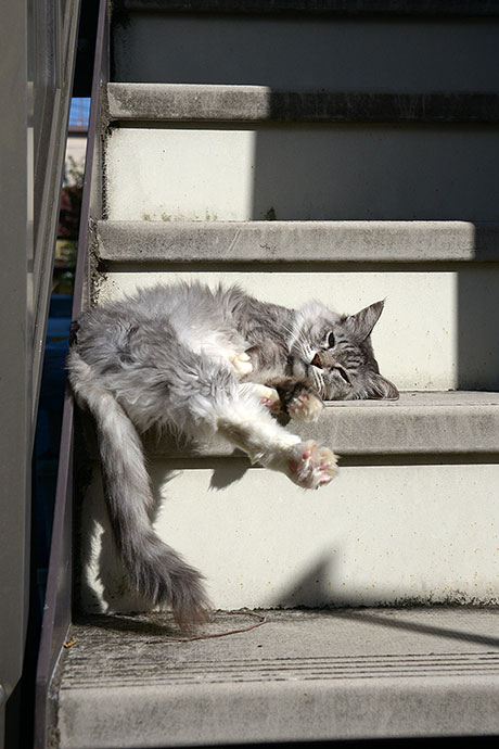 街のねこたち