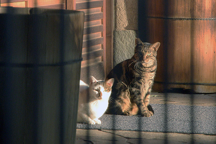 街のねこたち