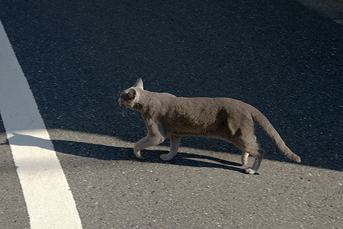 街のねこたち
