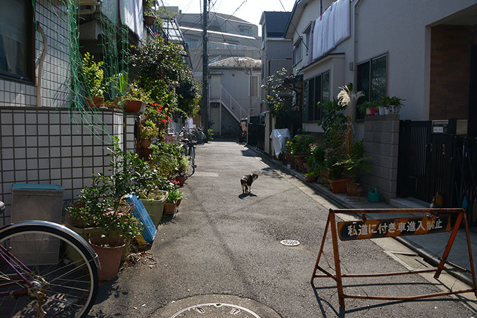 街のねこたち