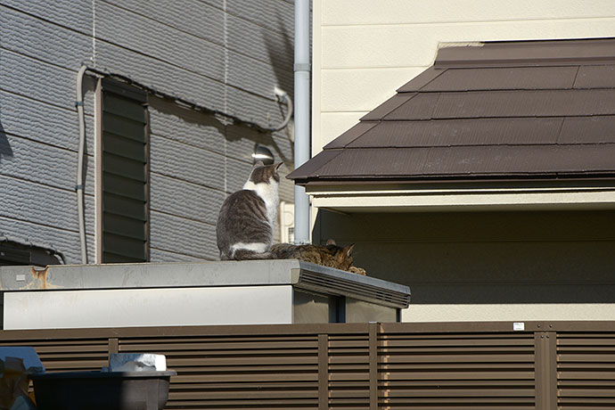街のねこたち