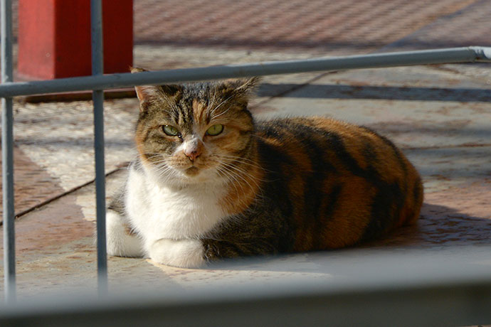 街のねこたち