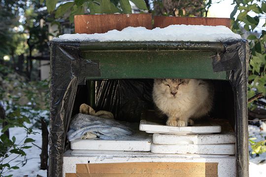 東京のねこ