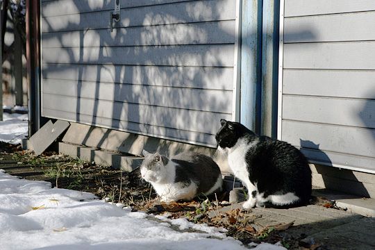 東京のねこ