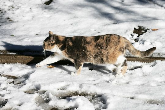 東京のねこ