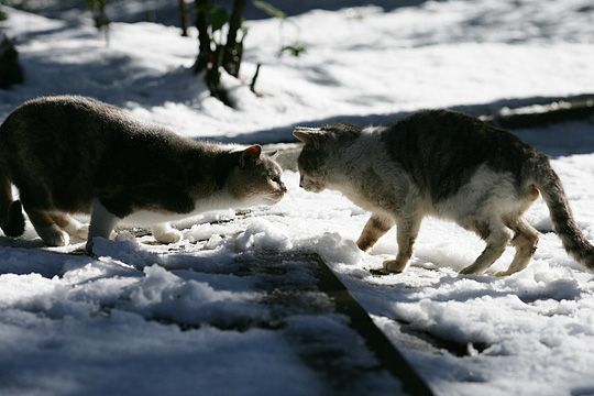 東京のねこ