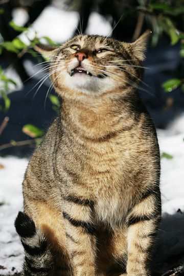 東京のねこ