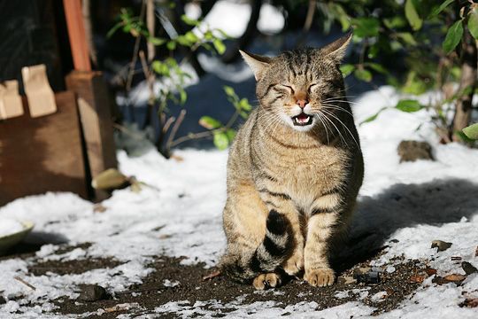 東京のねこ