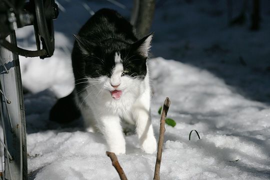 東京のねこ