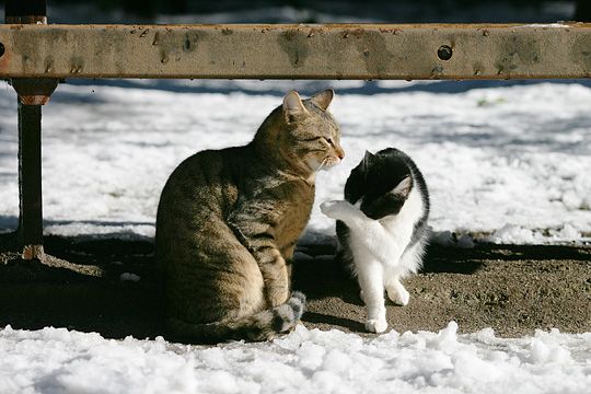 東京のねこ