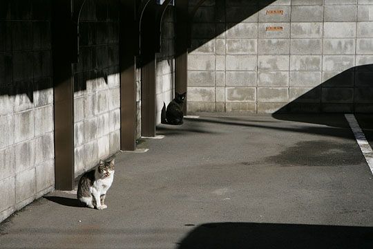 東京のねこ