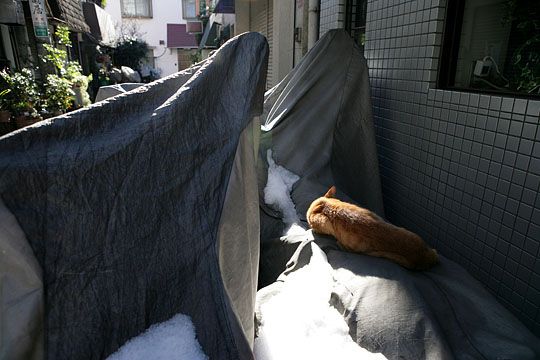 東京のねこ