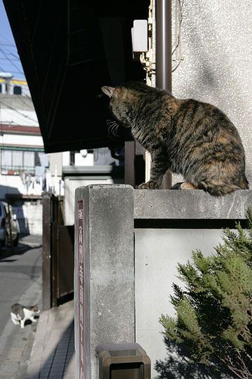 東京のねこ