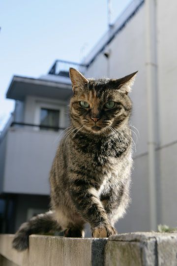 東京のねこ