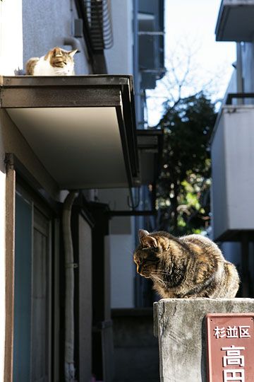 東京のねこ