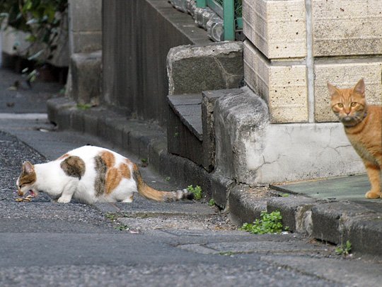 街のねこたち