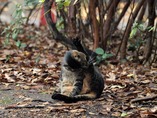 街のねこたち