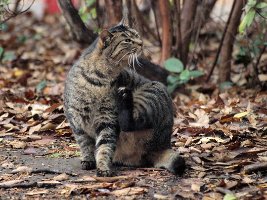 街のねこたち