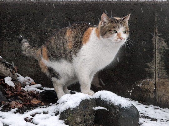 街のねこたち