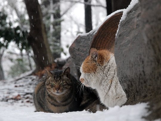 街のねこたち