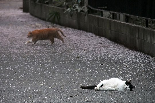 街のねこたち