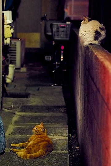 街のねこたち