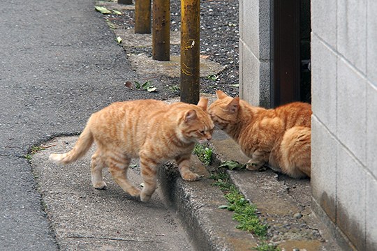 街のねこたち