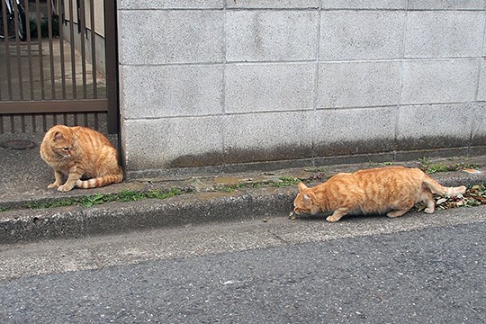 街のねこたち