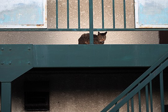 街のねこたち