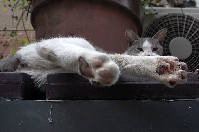 街のねこたち