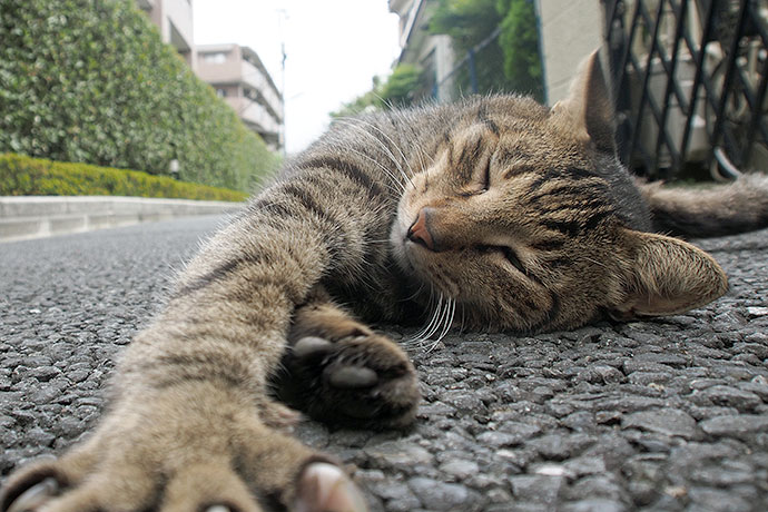 街のねこたち