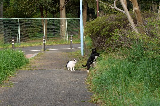 街のねこたち
