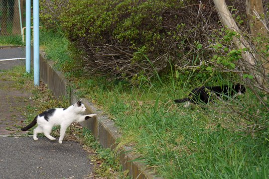 街のねこたち