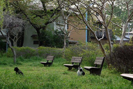 街のねこたち