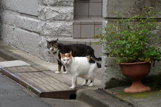 街のねこたち