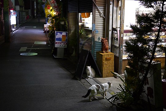 街のねこたち