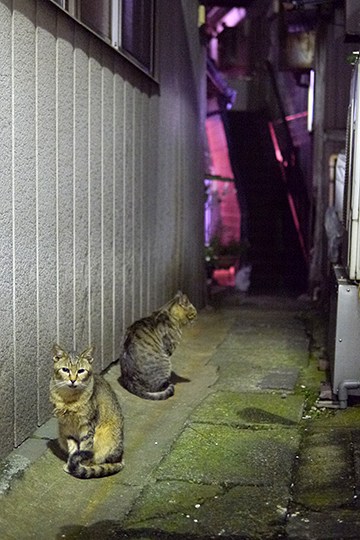 街のねこたち