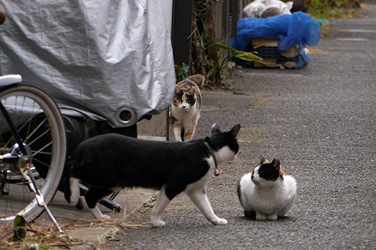 街のねこたち