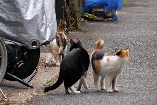 街のねこたち
